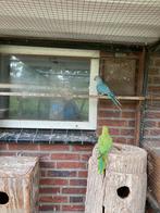 Te koop jonge blauwe halsband parkiet, Dieren en Toebehoren, Vogels | Parkieten en Papegaaien, Geslacht onbekend, Parkiet