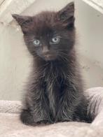 Langharige kitten te koop, Dieren en Toebehoren, Katten en Kittens | Raskatten | Langhaar, Kater, Ontwormd, 0 tot 2 jaar