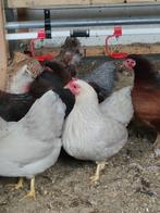 Wyandotte kriel hennetjes, Dieren en Toebehoren, Pluimvee, Vrouwelijk, Kip
