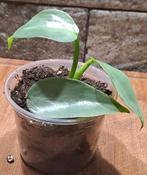 Philodendron Silver Sword, Huis en Inrichting, Kamerplanten, Ophalen of Verzenden, Halfschaduw, Minder dan 100 cm