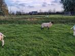 Drachtige ooi te koop, Dieren en Toebehoren, Schapen, Geiten en Varkens, Vrouwelijk, Schaap