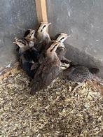 Kuikentjes en jonge Onagadori, Dieren en Toebehoren, Pluimvee, Meerdere dieren, Kip