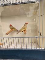 Binsenastrilde, Geslacht onbekend, Tropenvogel