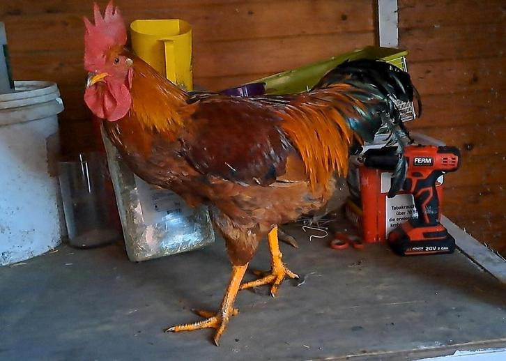 Haan, Dieren en Toebehoren, Pluimvee, Kip, Mannelijk