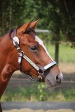 2 jarige paint hengst, Dieren en Toebehoren, Paarden, Hengst, 0 tot 2 jaar