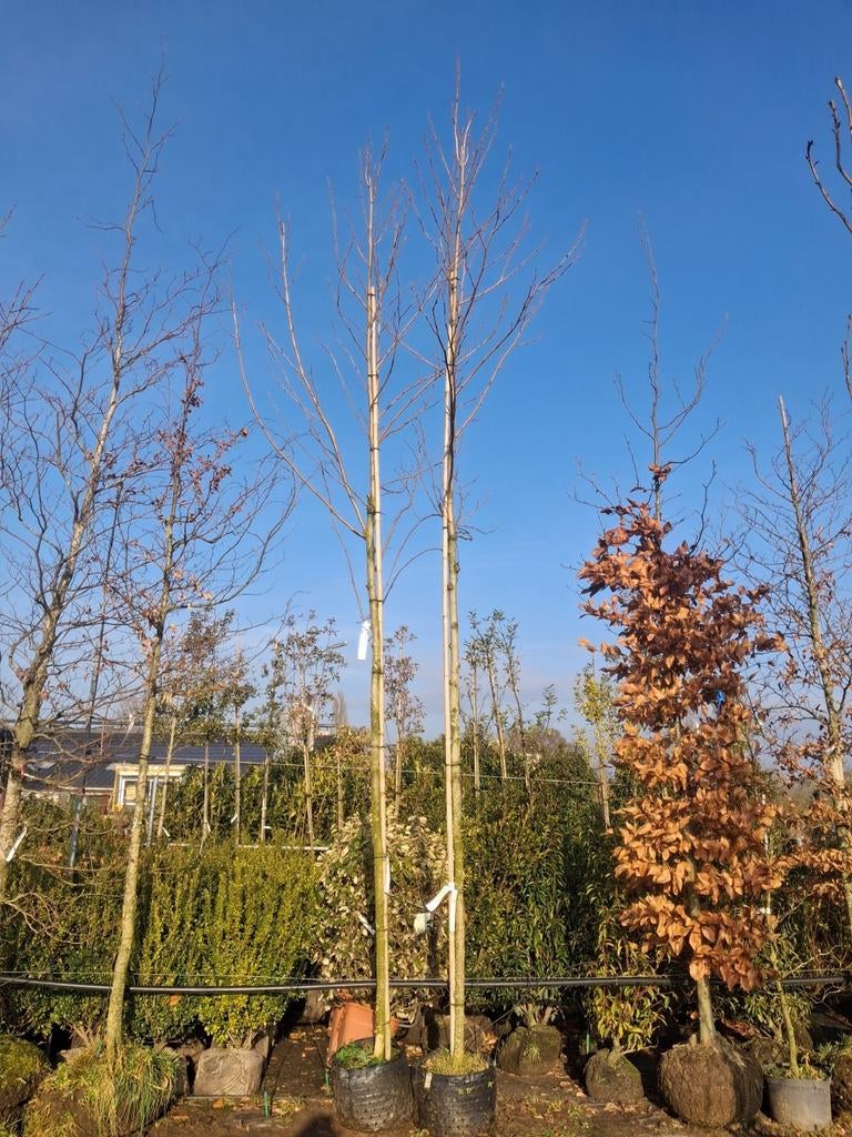 2 Plataan Bomen, 6 meter hoog 12-14 cm €125, Bloeit niet, Ophalen of Verzenden, 400 cm of meer, Volle zon