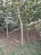Haardhout, Minder dan 3 m³, Ophalen