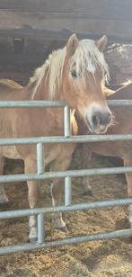Recreatie Haflinger Merrie (2015), Dieren en Toebehoren, B, 11 jaar of ouder, Recreatiepony, Gechipt