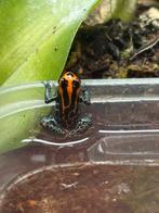 Ranitomeya Amazonica, Dieren en Toebehoren, Reptielen en Amfibieën, Amfibie, 0 tot 2 jaar