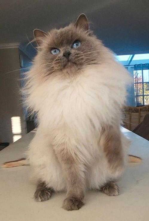 ✨🥇✨️ Ervaren Ragdoll Blue Point dekkater met stamboom✨️🥇✨️, Dieren en Toebehoren, Katten en Kittens | Dekkaters