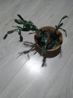 Lidcactus, Ophalen, Halfschaduw, Minder dan 100 cm