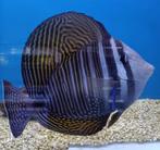 Zebrasoma desjardinii, Vis, Zoutwatervis