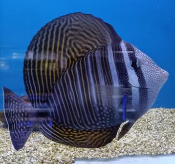 Zebrasoma desjardinii beschikbaar voor biedingen