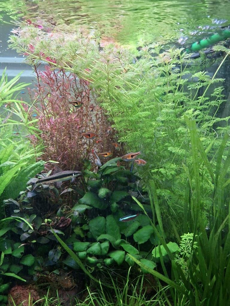 Limnophila sessiliflora, Ophalen of Verzenden, Nieuw, Plant(en), Steen of Hout