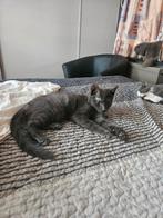 Lieve kittens te koop Blauw en Zwart wit, Dieren en Toebehoren, Meerdere dieren, Kortharig, 0 tot 2 jaar