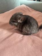 Chinchilla, Dieren en Toebehoren, Knaagdieren, Chinchilla, Mannelijk, November, Tam