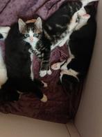 Nestje Kittens, mogen over 2 weken weg!, Dieren en Toebehoren, Katten en Kittens | Raskatten | Korthaar, Meerdere dieren, Gechipt