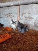 Leuke jonge hennen krielkippen kip, Dieren en Toebehoren, Pluimvee, Vrouwelijk, Kip