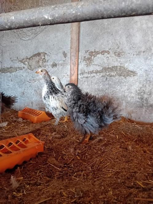Leuke jonge hennen krielkippen kip, Dieren en Toebehoren, Pluimvee, Kip, Vrouwelijk