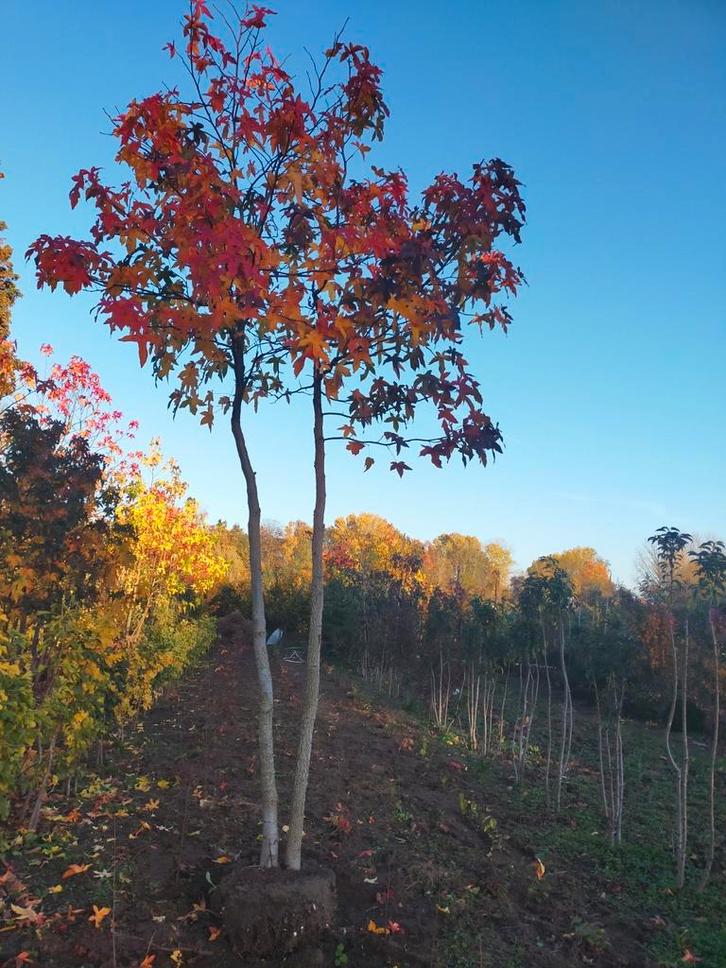 Amberboom duostam, Tuin en Terras, Planten | Bomen, Overige soorten, 250 tot 400 cm, Volle zon, Ophalen