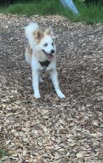 Pomsky met maanoog, Dieren en Toebehoren, Rabiës (hondsdolheid), 15 weken tot 1 jaar, Teef, Eén hond