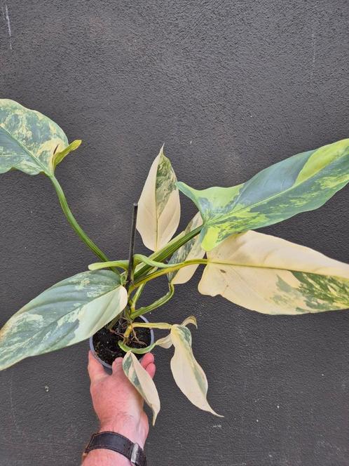 Philodendron Hastatum Silver Sword Variegata Extra Bont p12, Huis en Inrichting, Kamerplanten, Overige soorten, Minder dan 100 cm