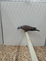 Birma tortelduif, Dieren en Toebehoren, Vogels | Duiven, Mannelijk