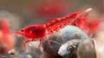 Mooie rode vuur garnalen, Dieren en Toebehoren, Vissen | Aquariumvissen, Kreeft, Krab of Garnaal
