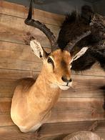 Opgezette kop impala opgezet dier taxidermie, Verzamelen, Dierenverzamelingen, Nieuw, Wild dier, Opgezet dier, Ophalen