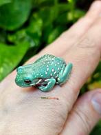 Litoria caerulea snowflake (Koraalteenboomkikkers), Amfibie, 0 tot 2 jaar