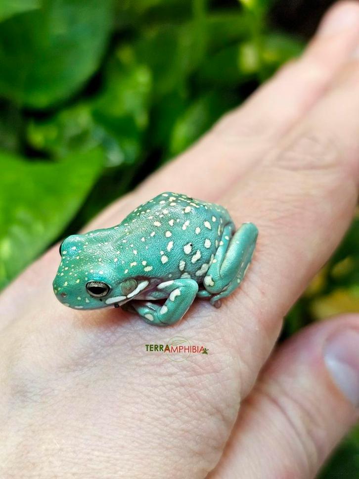 Litoria caerulea snowflake (Koraalteenboomkikkers)