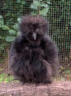 Usa zijdehoen, Dieren en Toebehoren, Pluimvee, Vrouwelijk, Kip