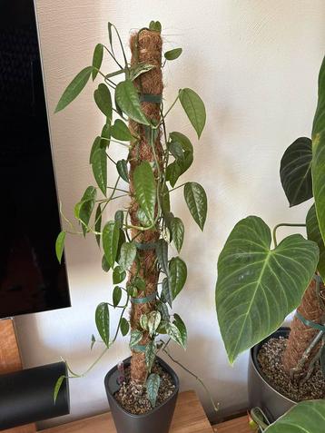 Epipremnum Cebu Blue Variegata beschikbaar voor biedingen