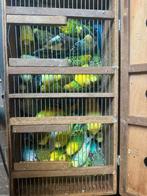 Te koop 30 grasparkieten, Dieren en Toebehoren, Vogels | Parkieten en Papegaaien, Meerdere dieren, Parkiet, Geringd