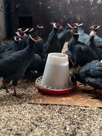 1 koppel blauwoorfazanten 2025 beschikbaar voor biedingen