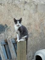 Jarela, Griselda van de straat gered, Poes, Kortharig, 0 tot 2 jaar