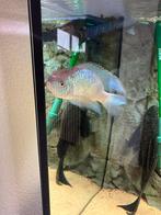 4x grote blue acara, Dieren en Toebehoren, Vis