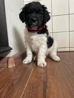 Friese stabij X wetter houn pups te koop, 8 tot 15 weken, Meerdere, Meerdere dieren, Middel