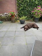 GRATIS AFHALEN Tuintegels ca 60 m2 40x40cm, Tuin en Terras, Tegels en Klinkers, Ophalen, Gebruikt, 10 m² of meer, Beton