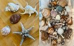 Schelpen collectie grote en kleine varianten, Verzamelen, Mineralen en Fossielen, Ophalen of Verzenden, Schelp(en)