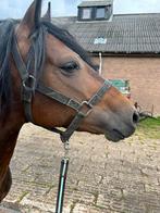 Prachtige veelbelovende 3-jarige New Foresthengst, D maat, Dieren en Toebehoren, Pony's, Gechipt, Hengst, 3 tot 6 jaar, Onbeleerd