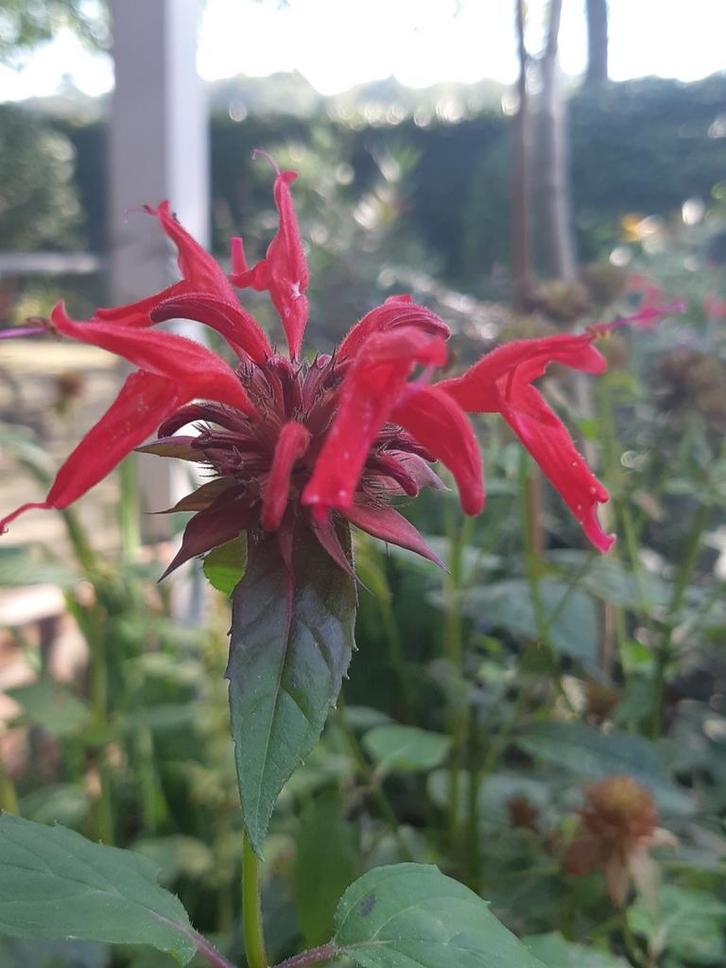 Vaste Tuinplant Monarda, Tuin en Terras, Planten | Tuinplanten, Overige soorten, Halfschaduw, Ophalen