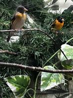 Kapoetsensijzen, Dieren en Toebehoren, Vogels | Overige Vogels, Meerdere dieren, Tropenvogel, Geringd