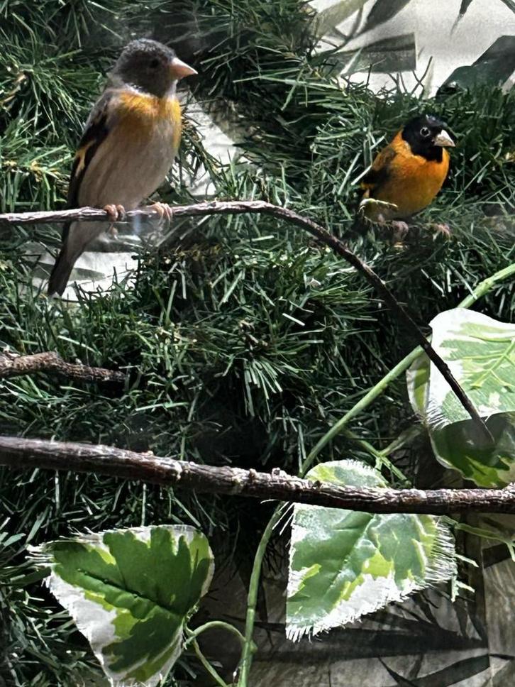 Kapoetsensijzen, Dieren en Toebehoren, Vogels | Overige Vogels, Tropenvogel, Meerdere dieren, Geringd