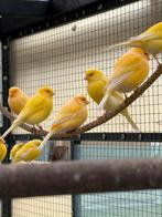 Kanaries, Dieren en Toebehoren, Vogels | Kanaries, Zangkanarie