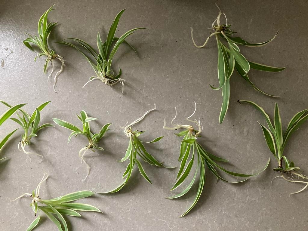 Graslelie of spinnenplant stekjes te koop, Ophalen of Verzenden, Halfschaduw, Minder dan 100 cm