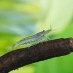 Japonica/Amano garnalen, Kreeft, Krab of Garnaal, Zoetwatervis