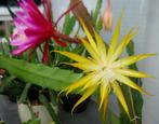 cactus - Epiphyllum Fruhlingsgold, Huis en Inrichting, Ophalen of Verzenden, Cactus, Volle zon, Minder dan 100 cm