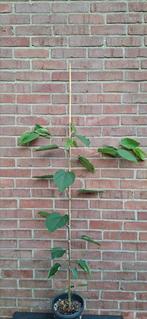 Hovenia dulcis,
japanse krentenboom, Ophalen, Volle zon, Overige soorten