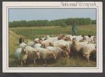Barger Compascuum Schapen Schaapskudde in Nationaal Veenpark, Verzenden, 1980 tot heden, Gelopen, Drenthe
